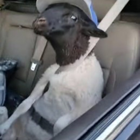 Meet your Posher, Jvr - Picture 1 of 1